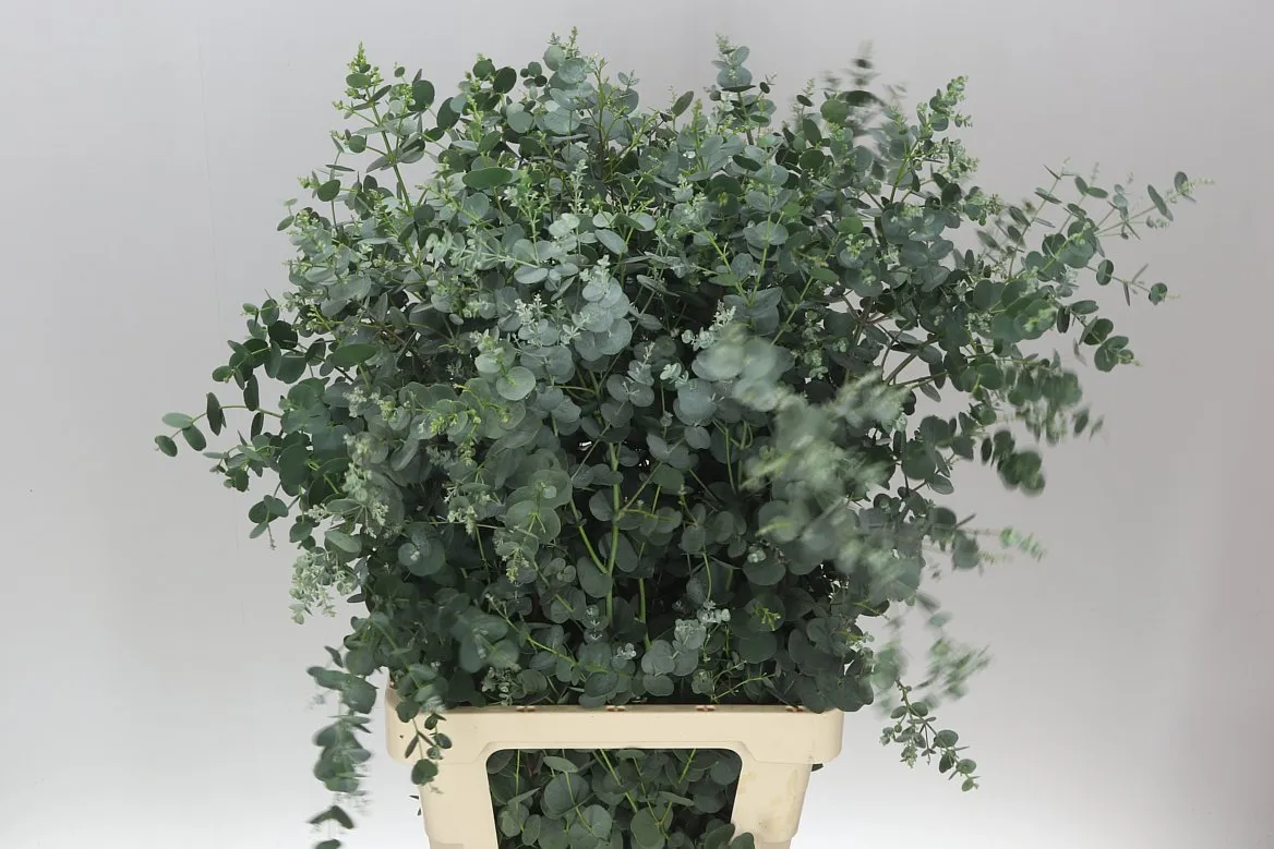 Eukalyptus Gu Azura • 75 cm