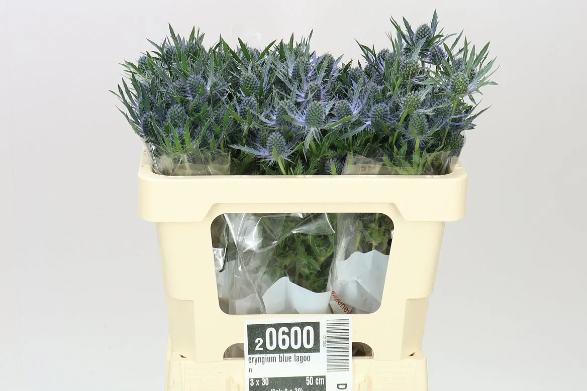 Eryngium Blue Lagoon • 50 cm