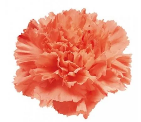 Di St Orange • 70 cm
