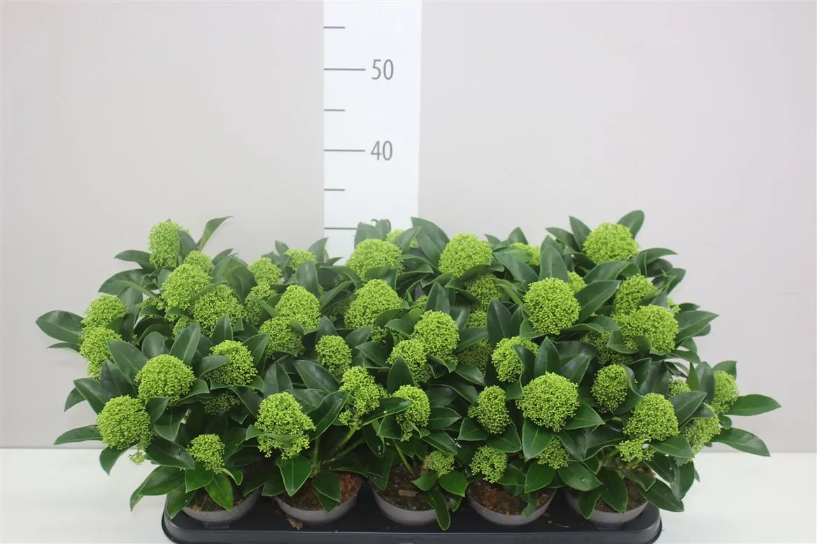 Skimmia Jap White Globe 6+ • črepník 10,5 cm