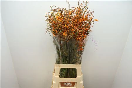 Crocosmia Lucifer • 80 cm