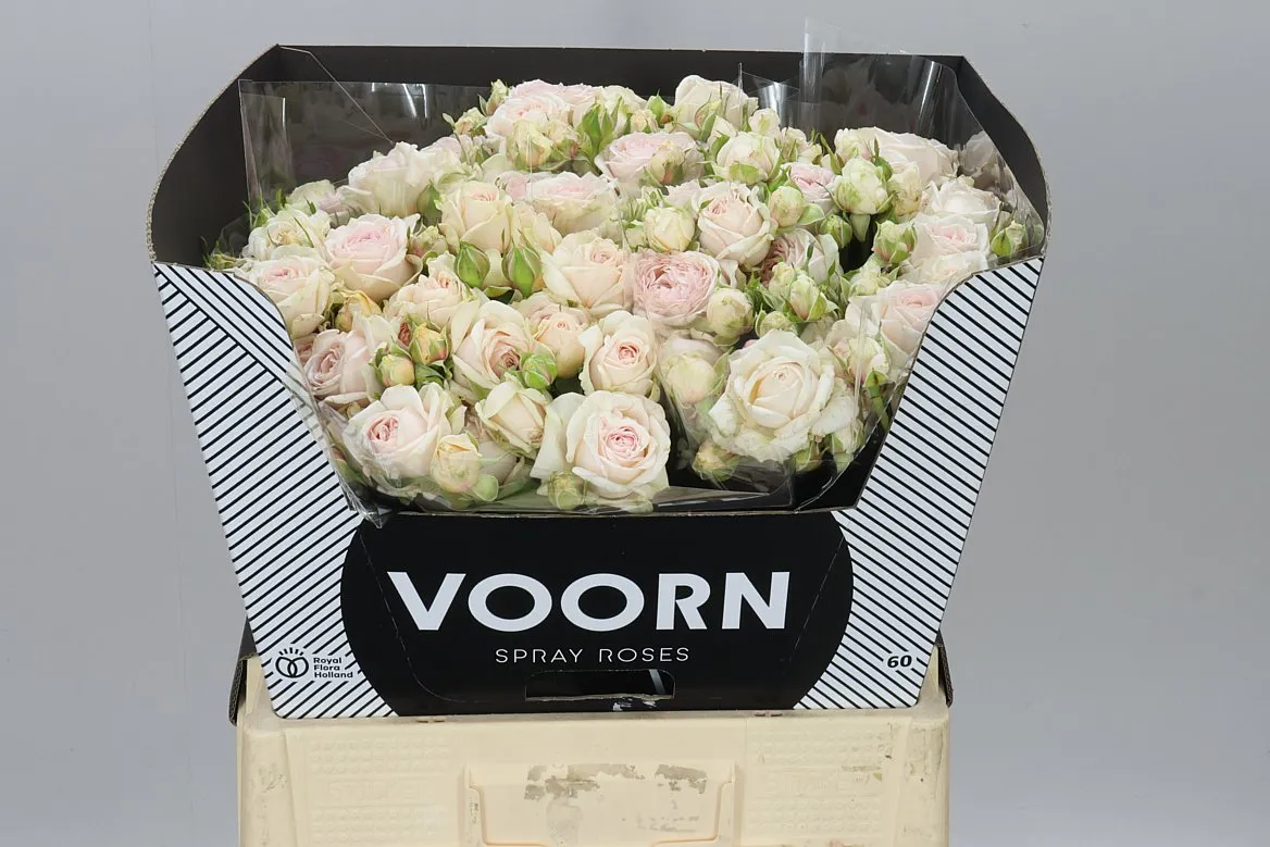 Rosa Tr Lolita • 60 cm