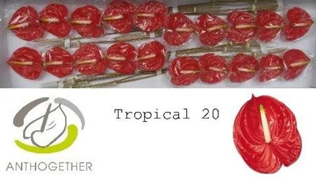 Anth Tropical