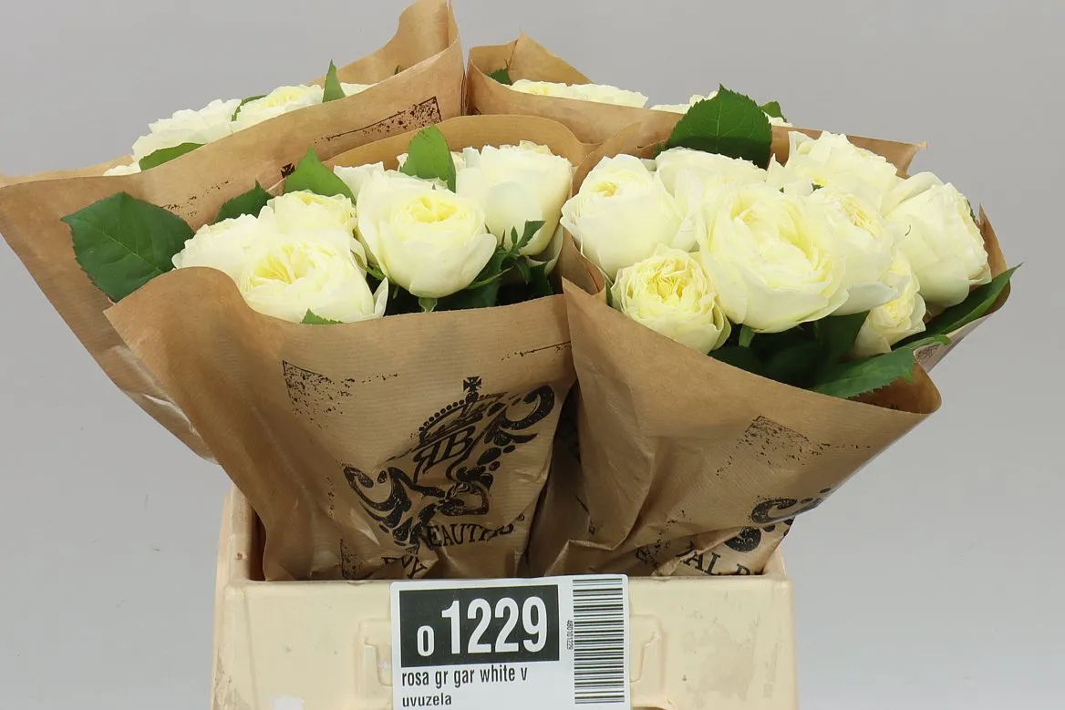 Rosa Gar White Vuvuzela • 40 cm