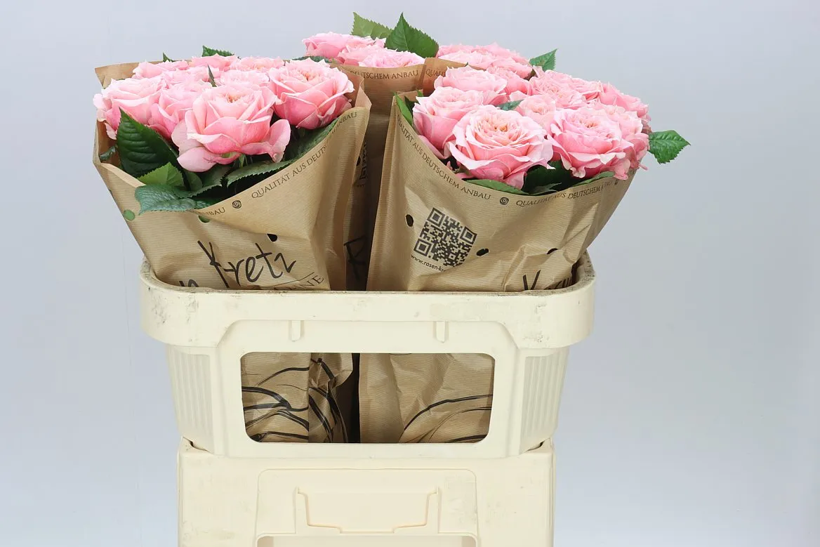 Rosa Gar Elena • 70 cm