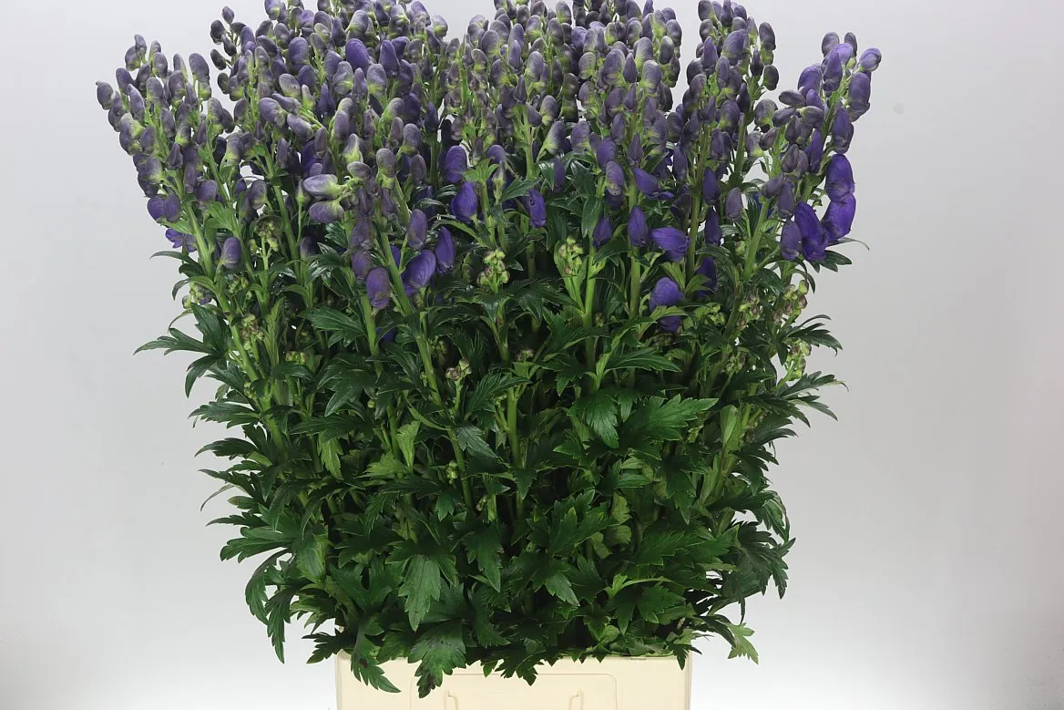 Aconitum Car Arendsii • 95 cm