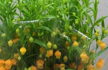 Sandersonia Orange • 70 cm