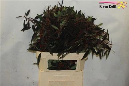 Euphorbia Fu Kuttlers Samtrot • 80 cm
