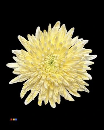 Chryzantéma veľkokvetá Topspin Dusty Yellow • 70 cm