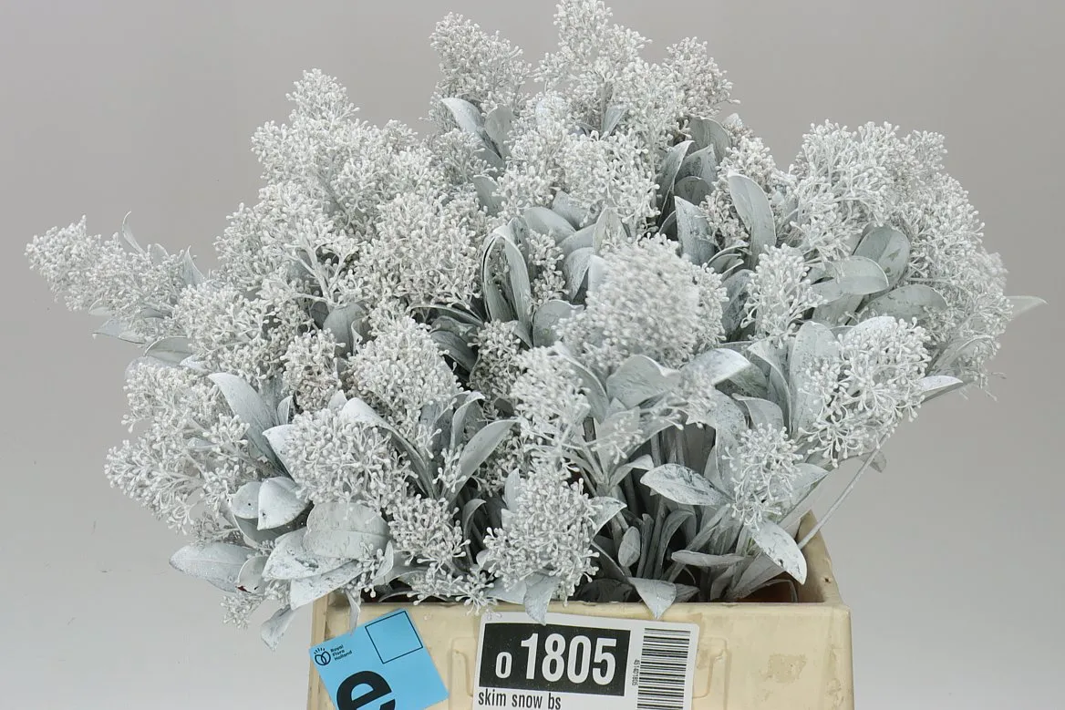 Skimmia farbená White • 45 cm