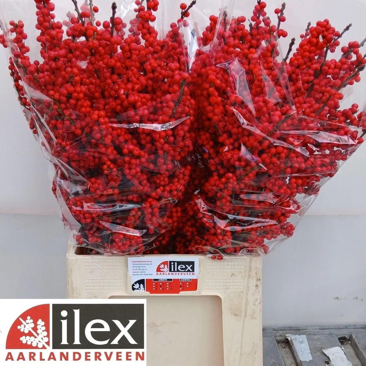 Ilex Ve Rode Bes • 70 cm
