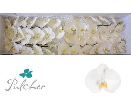 Phalaenopsis Kobe X45