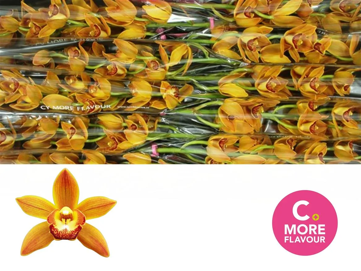 Orchidea Cymbidium Mini Sakura • 60 cm