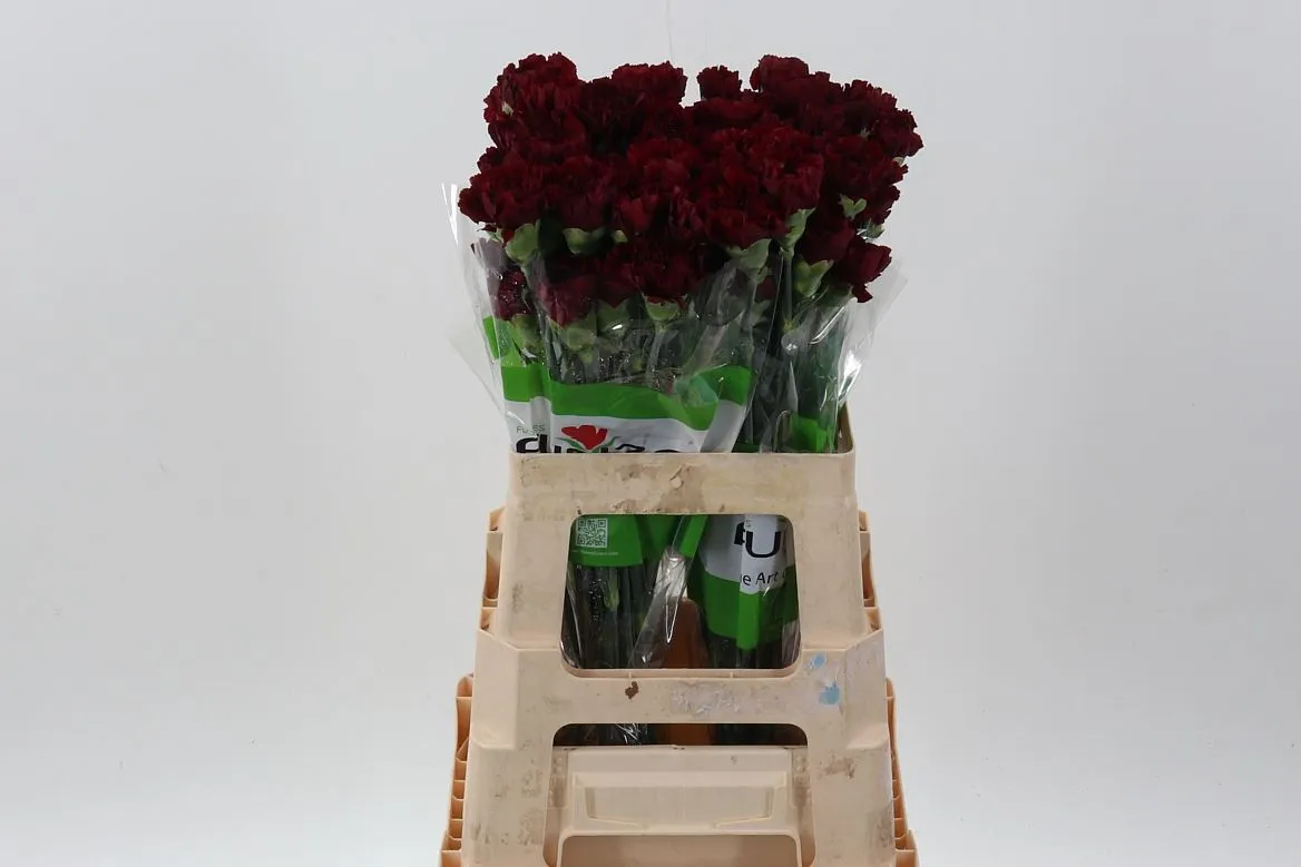 Karafiát Burgundy • 65 cm