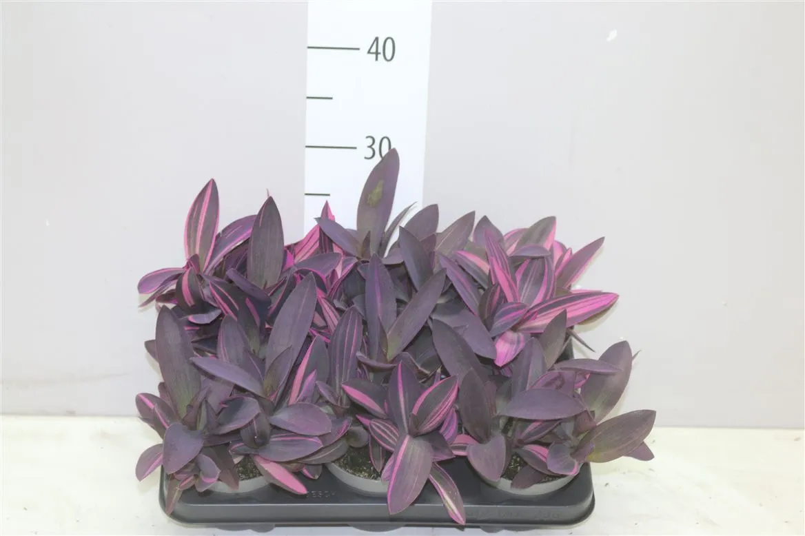 Tradescantia Pink Stripe • črepník 12 cm