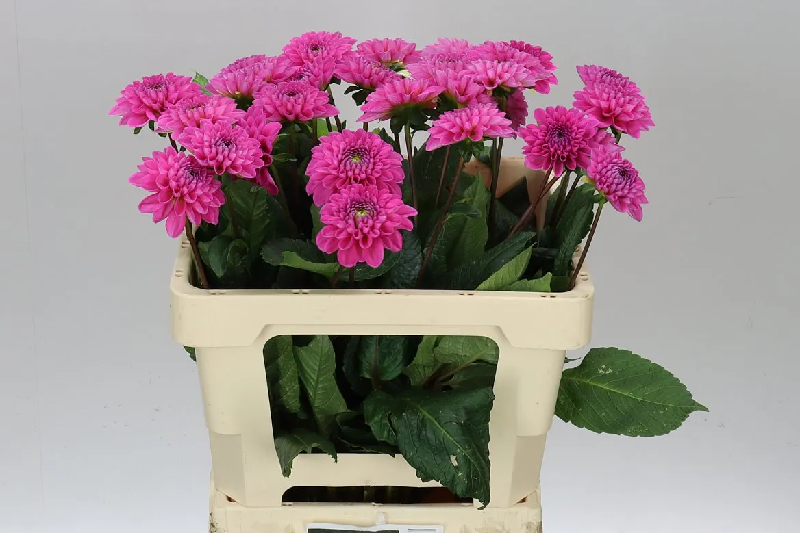 Georgína Happy Hour • 55 cm