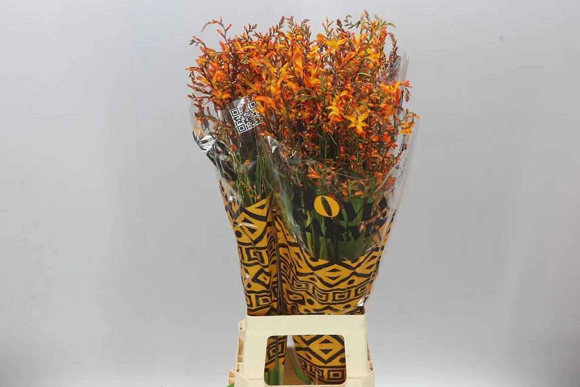 Crocosmia Lucifer • 80 cm