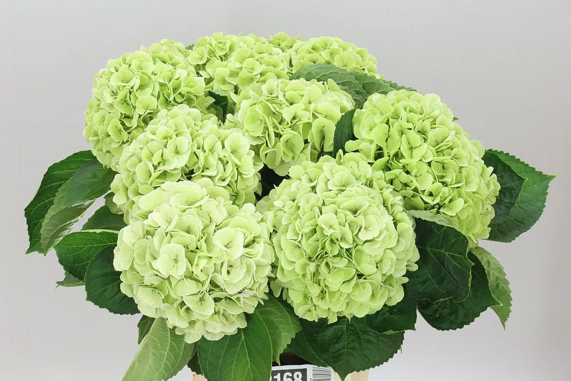 Hydrangea Matcha Classic Green • 60 cm