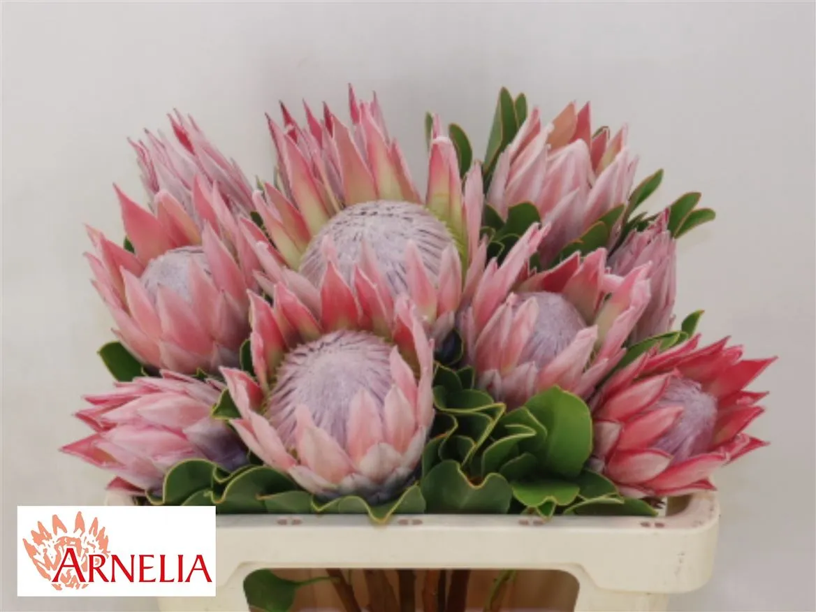 Protea Cynaroides • 50 cm