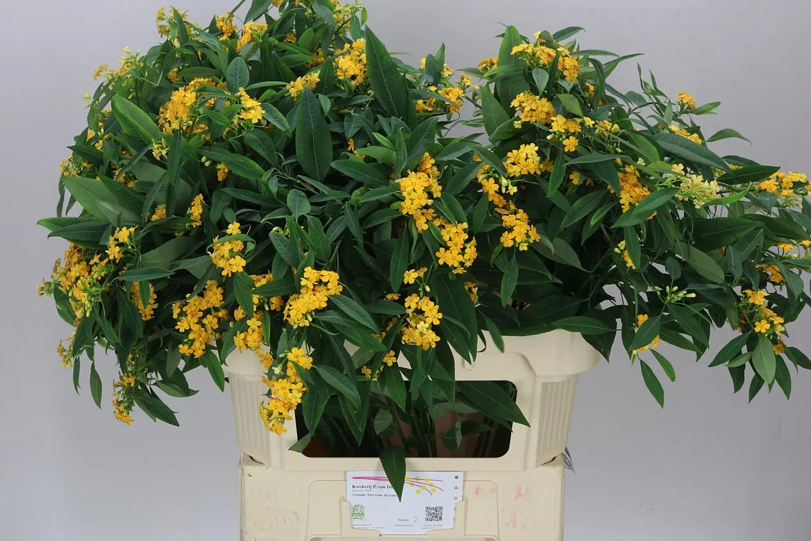 Euphorbia F T Cream Yellow River • 75 cm
