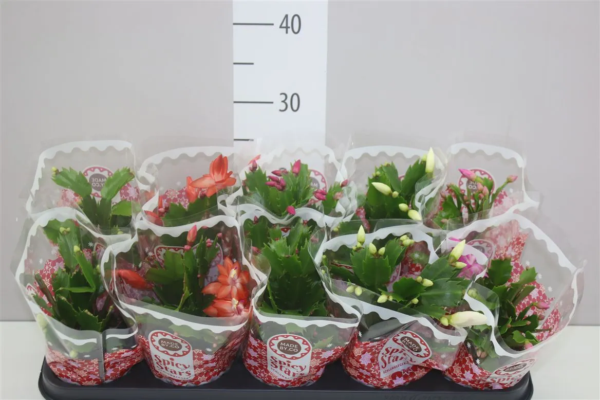 Schlumbergera mix • črepník 10,5 cm