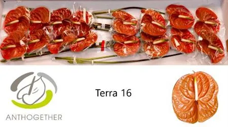Anth Terra