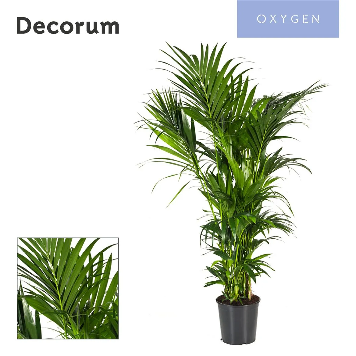 Howea Forsteriana 180cm (kentia) Decorum • črepník 32 cm