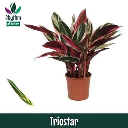 Stromanthe Triostar • črepník 14 cm