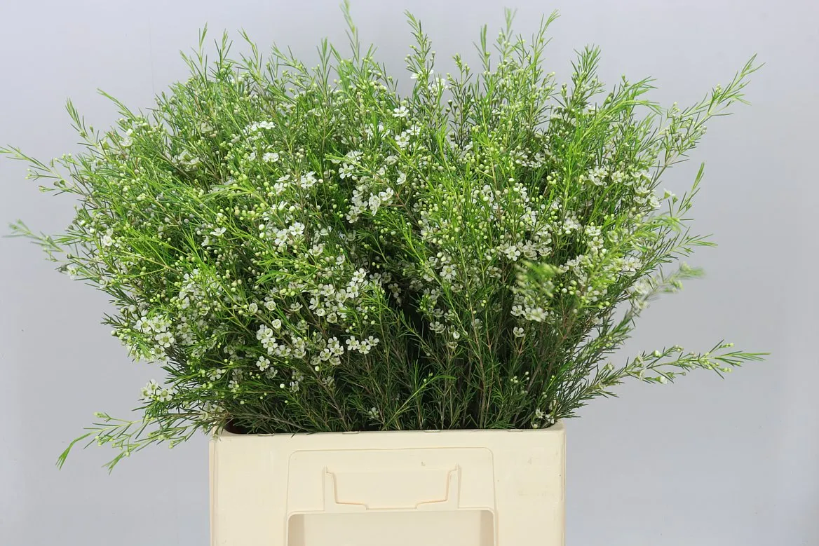 Voskovka White Star • 70 cm