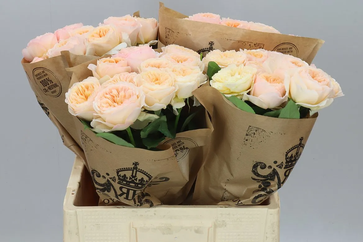 Rosa Gar Georgi Gardens! • 60 cm