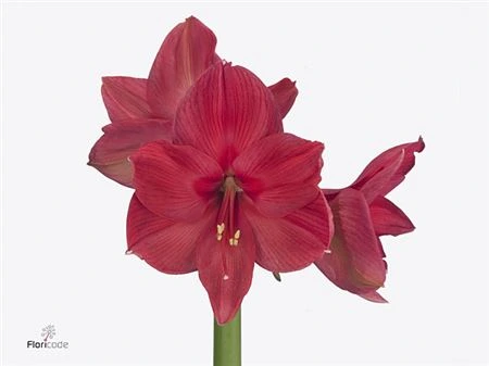 Amarylis Isabella • 70 cm