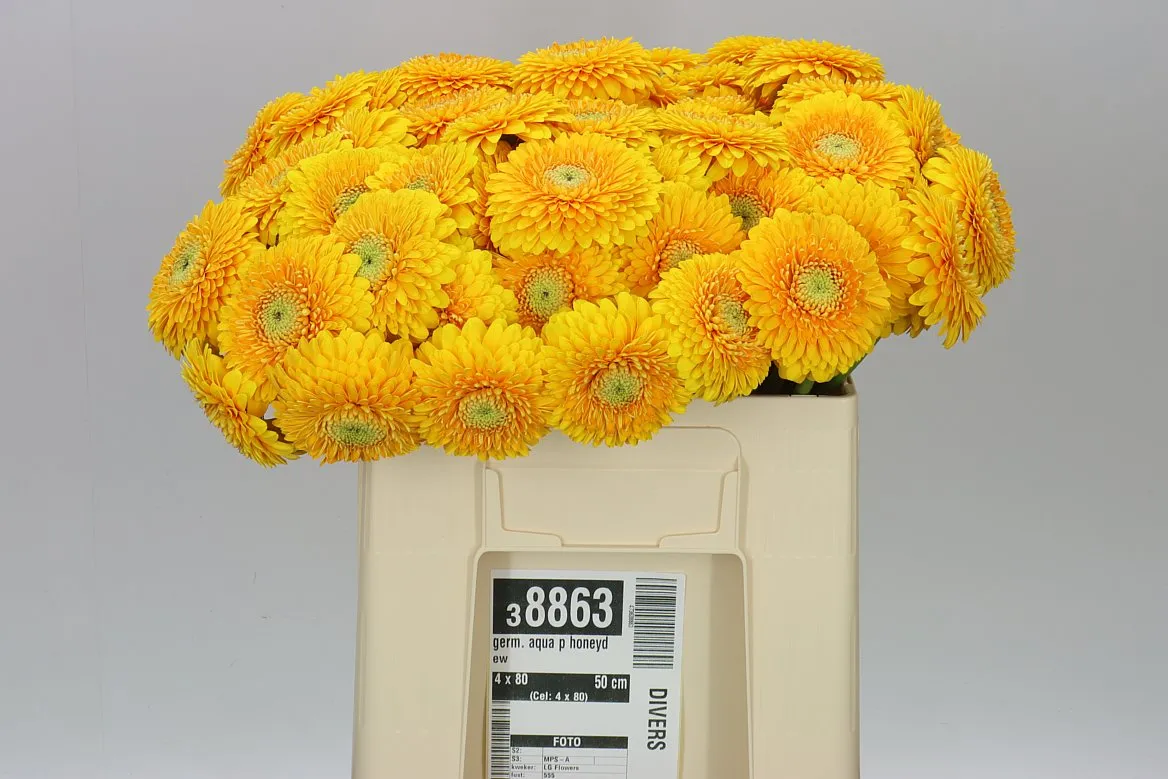 Germ. Aqua P Honeydew • 50 cm