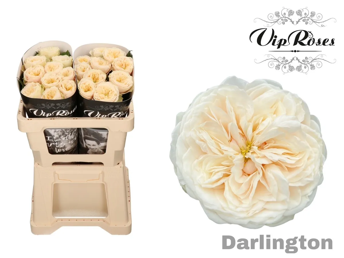 R Gr Darlington X20 • 50 cm