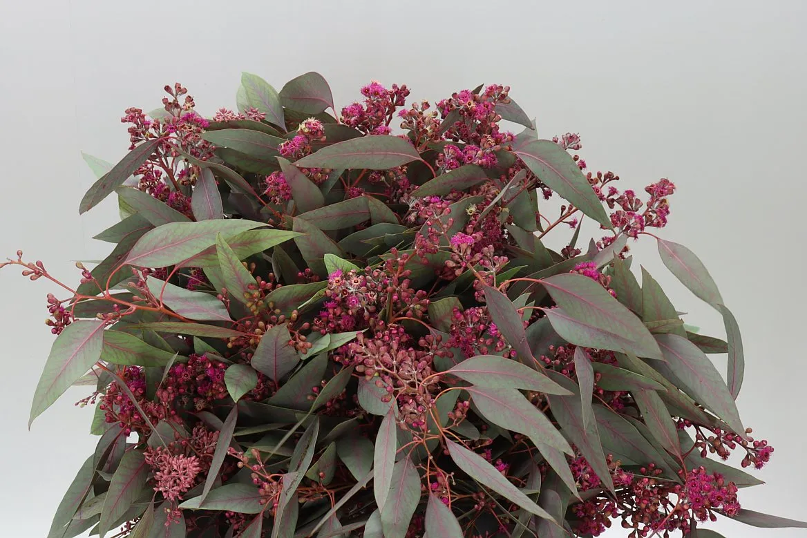 Eukalyptus Populus Berries Flower Red • 70 cm