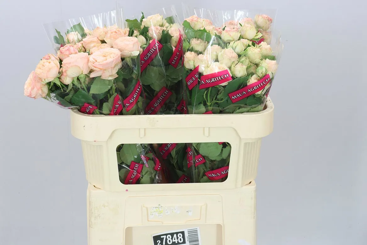 Ruža trsová Gen Trendsetter X5 • 70 cm