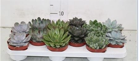 Echeveria mix • črepník 10,5 cm