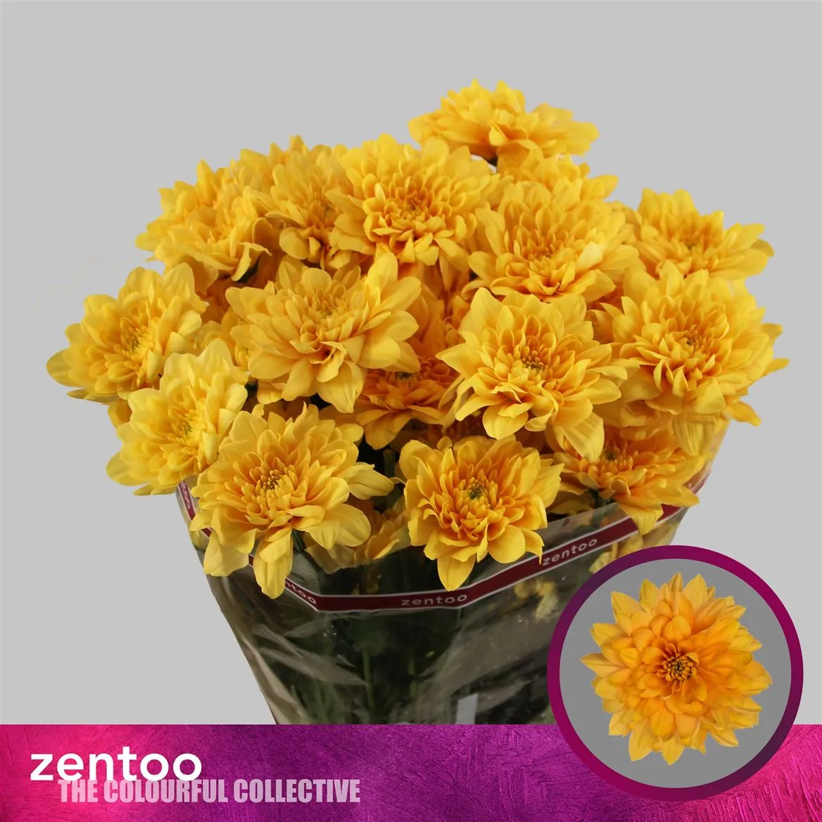 Chr T Pastela Orange • 70 cm
