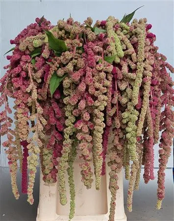 Amaranthus Ca Mira • 80 cm