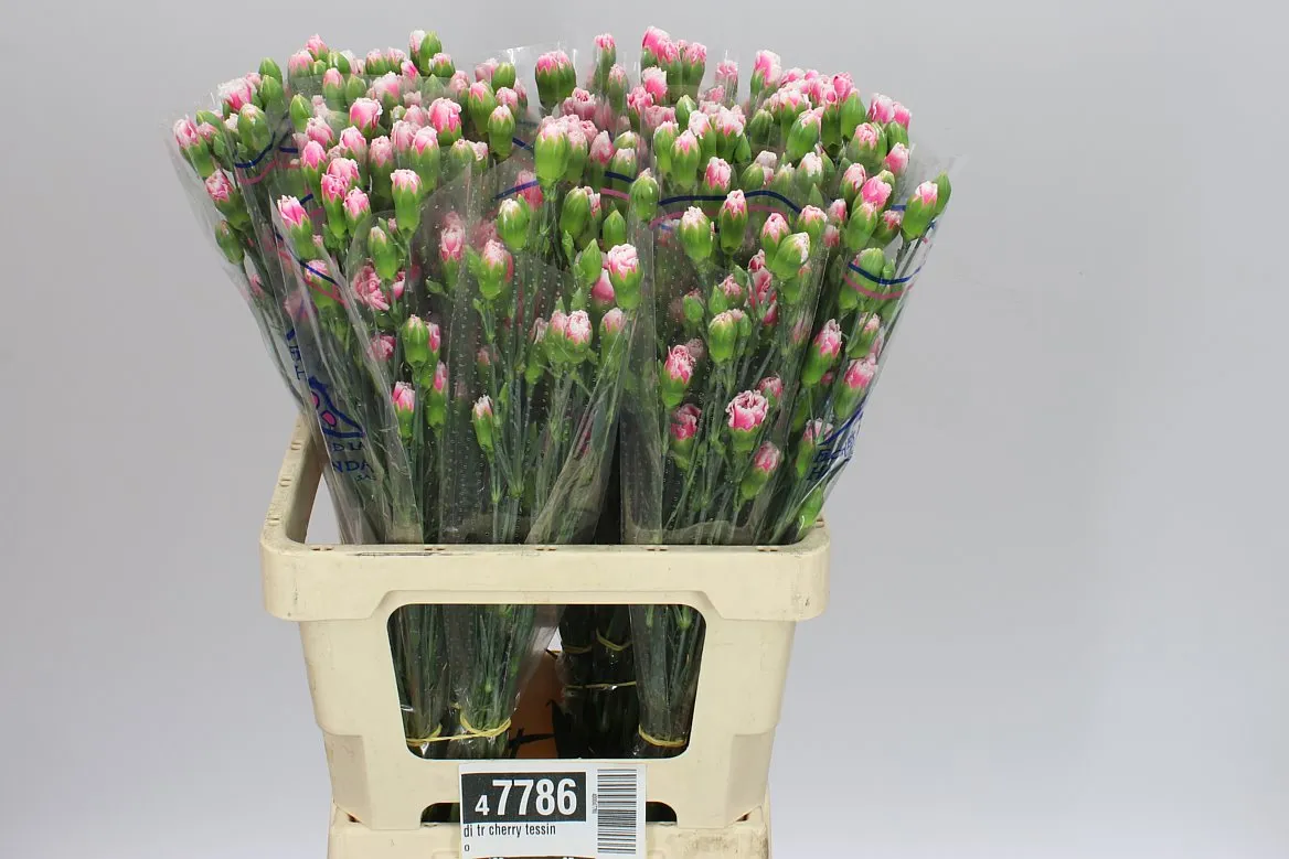 Di Tr Cherry Tessino • 65 cm