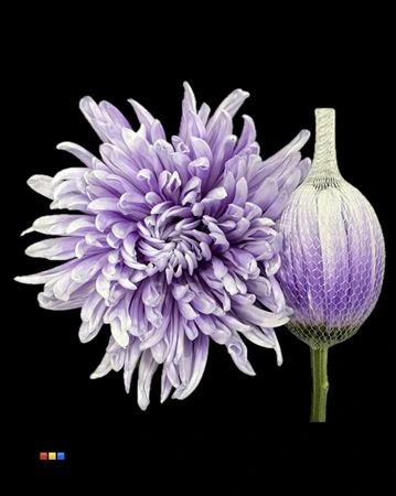 Chryzantéma veľkokvetá Antonov Pastel Milka • 70 cm
