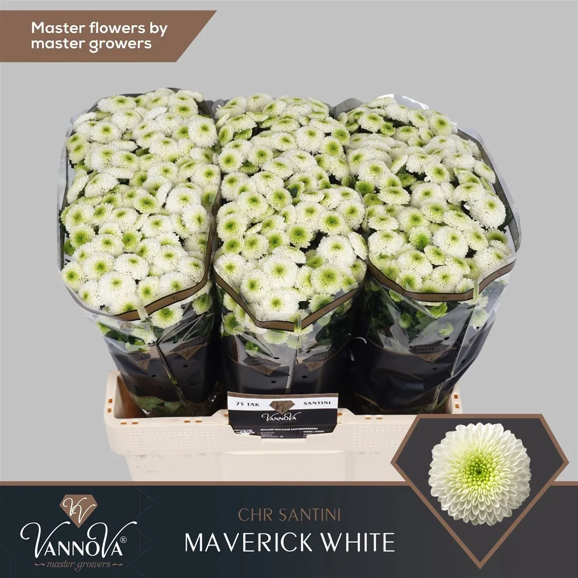 Chryzantéma santini Maverick • 55 cm