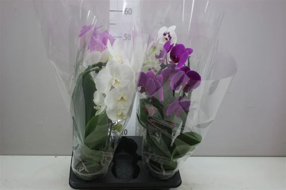 Orchidea Phalaenopsis Cascade mix, 2 výhony • črepník 12 cm
