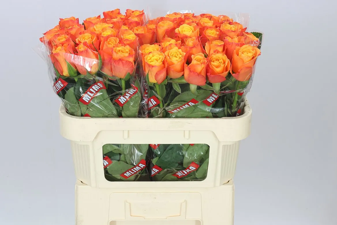 Rosa Gr Confidential • 70 cm