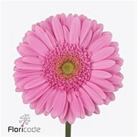 Gerbera Glossy • 45 cm