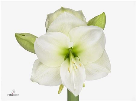 Amarylis White Sensation • 75 cm