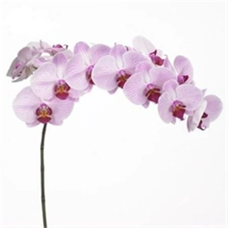 Orchidea Phalaenopsis Shanghai X25
