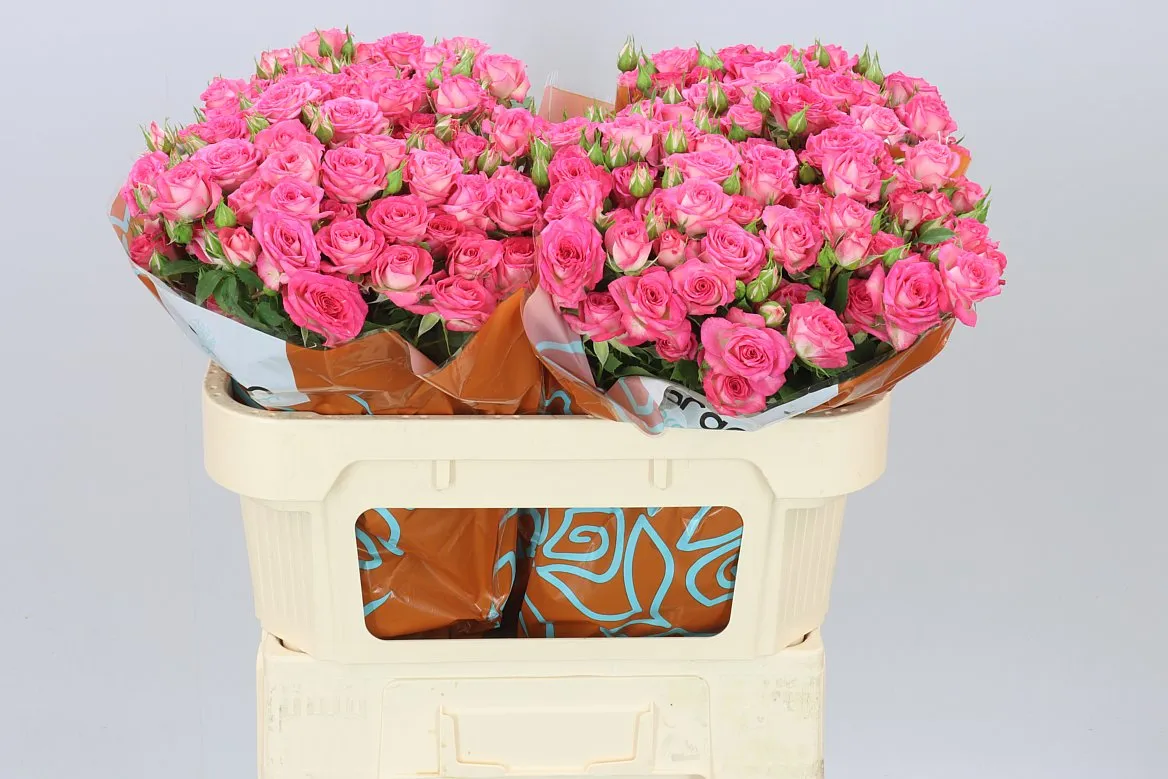 Ruža trsová Sweet Julia • 70 cm