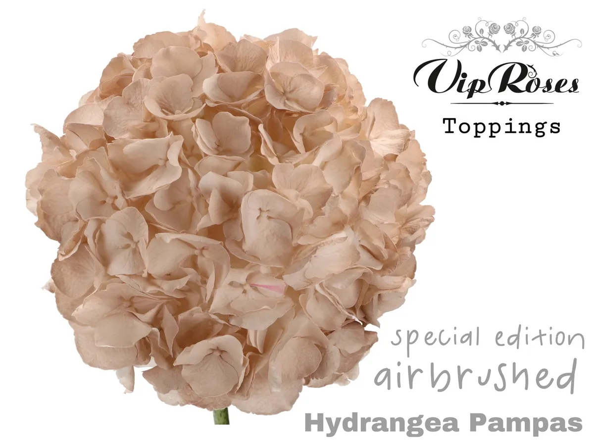 Hydr M Pampas 60 Cm • 60 cm