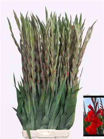 Gladiola Live Oak 110cm • 110 cm