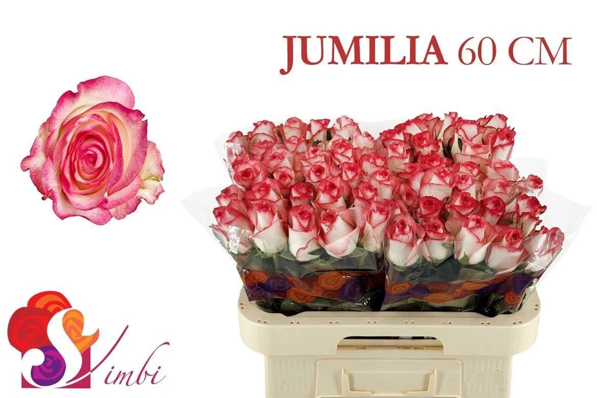 Ruža Jumilia • 60 cm